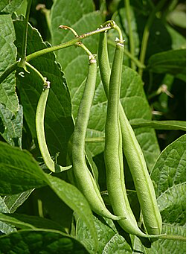 Beans