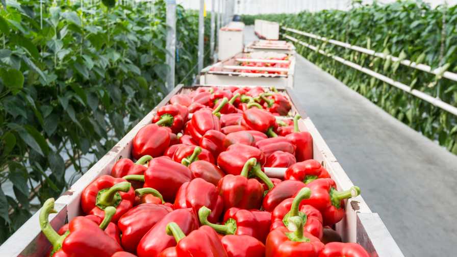 Red peppers