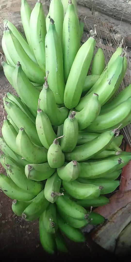 Green cooking bananas