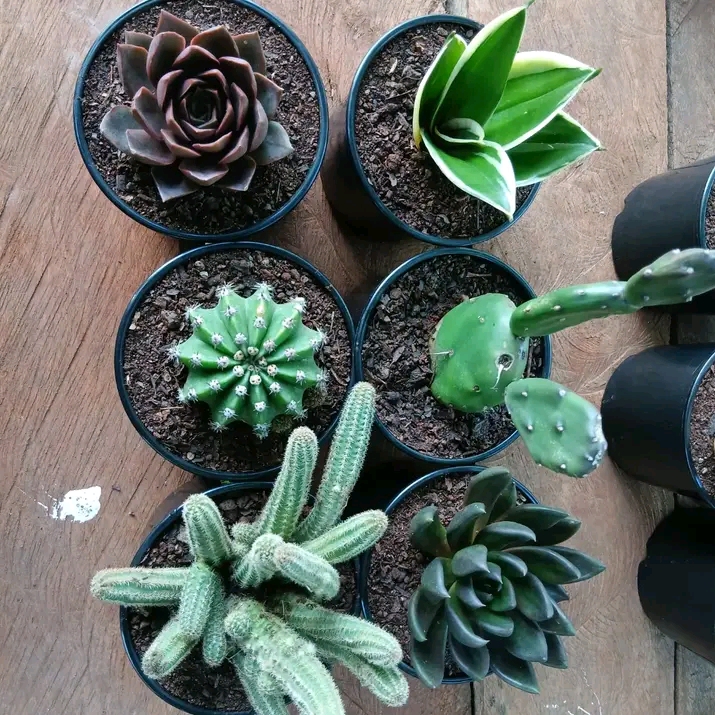 Pot flowers